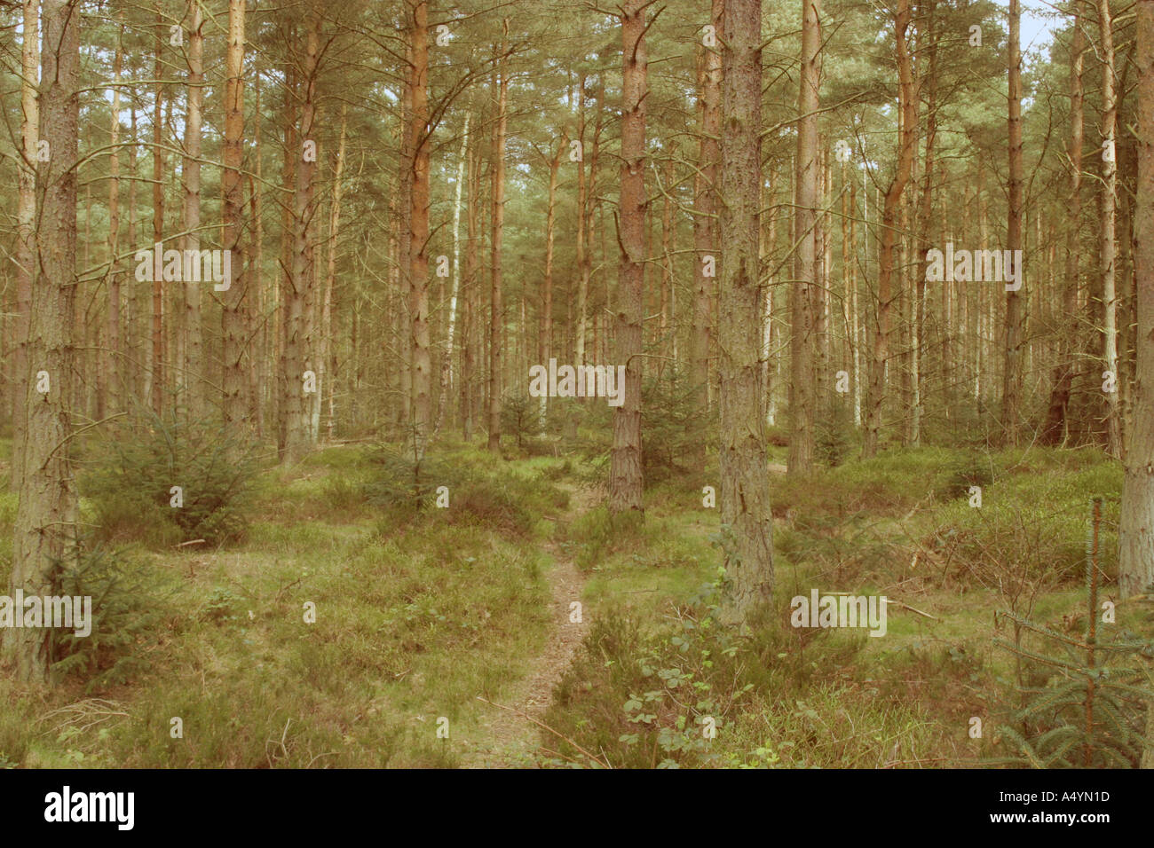 Weg in eine Kiefer Wald Devilla Wald Fife Schottland 2005 Stockfoto