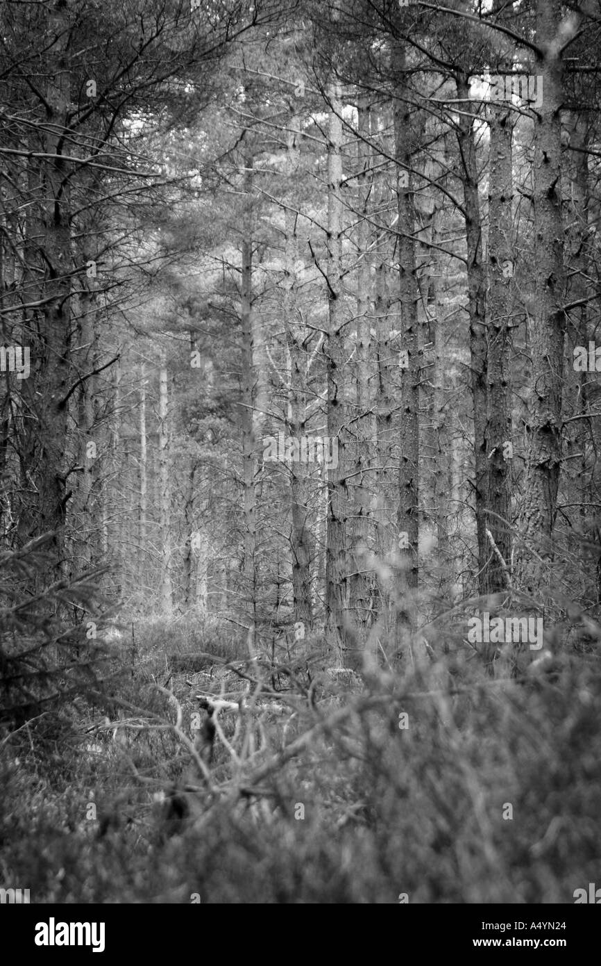 Lichtung in einem Kiefer Wald Devilla Wald Fife Schottland 2005 Stockfoto