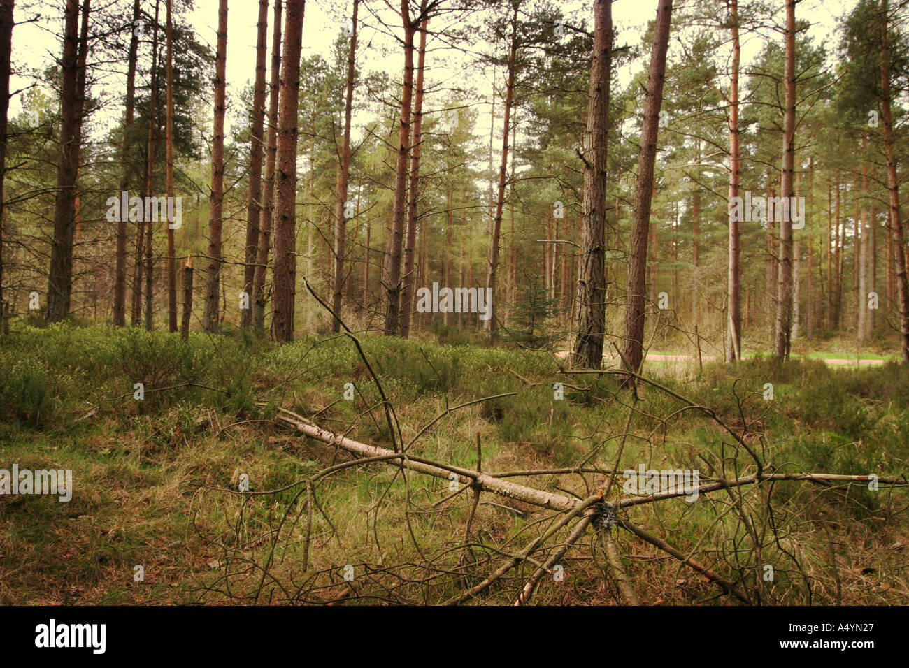 Weg in eine Kiefer Wald Devilla Wald Fife Schottland 2005 Stockfoto