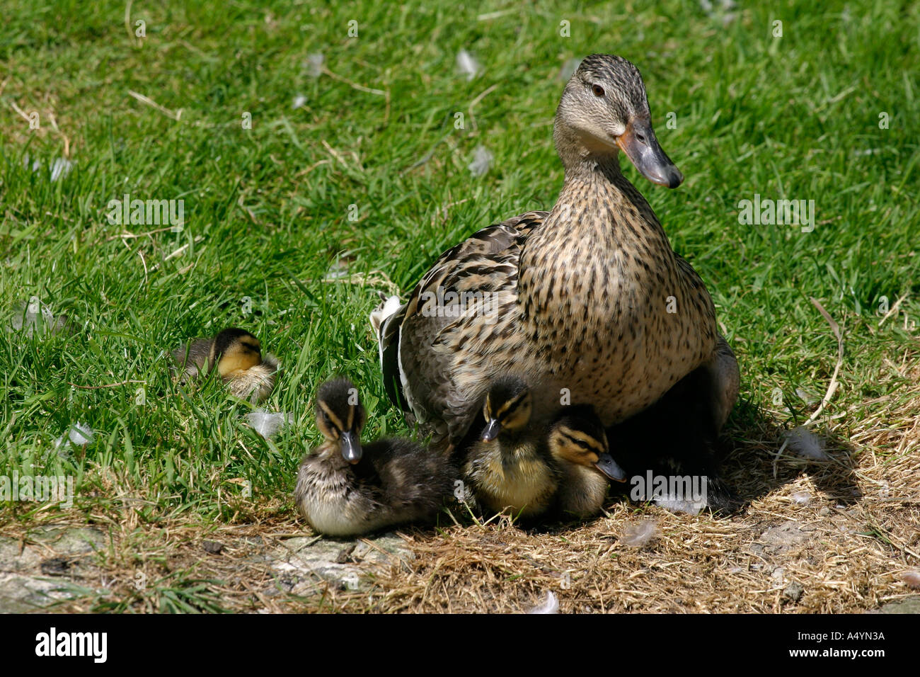 Weibliche Stockente mit Entenküken Küken Stockfoto