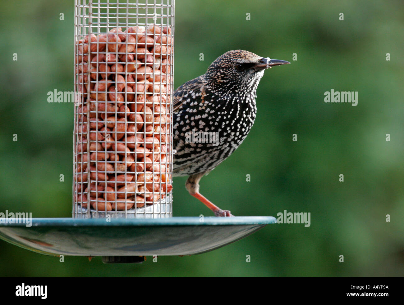 Starling am Futterhäuschen für Vögel im Garten Stockfoto