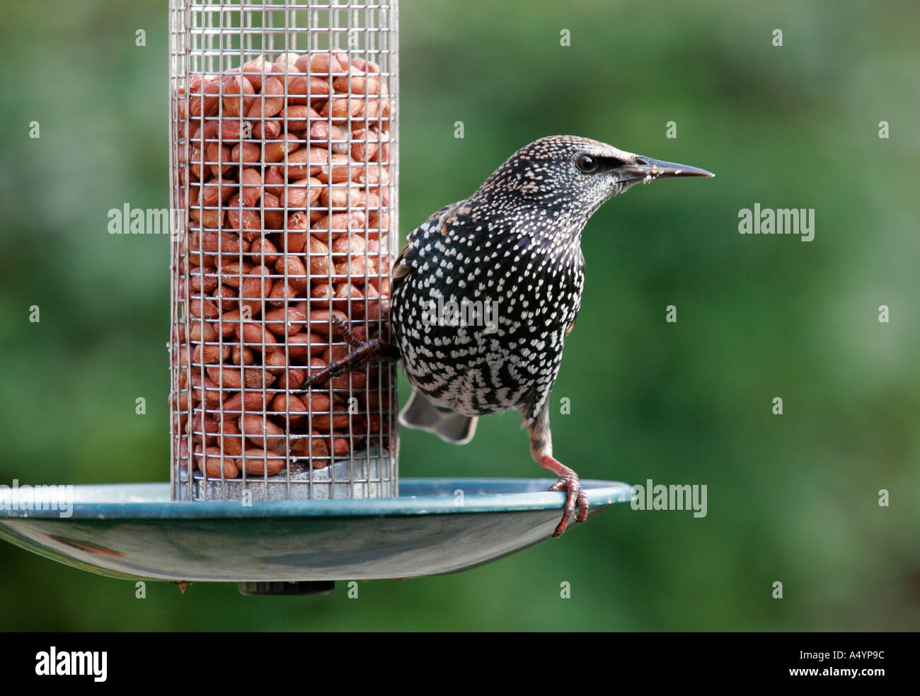 Starling am Futterhäuschen für Vögel im Garten Stockfoto
