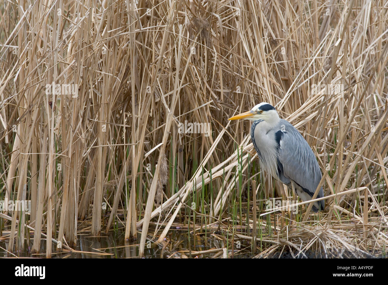 Grey Heron Ardea cinerea Stockfoto