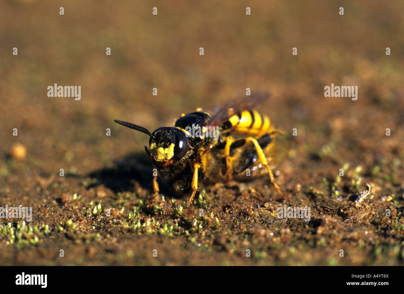 killer Biene Wespe Philanthus triangulum Stockfoto