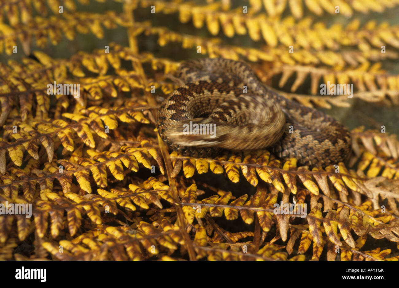 Kreuzotter Vipera Berus jungen auffällig zeigen Bewegung Stockfoto