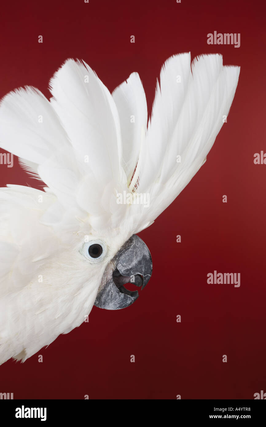 Leiter der Kakadu Gefieder anzeigen Stockfoto