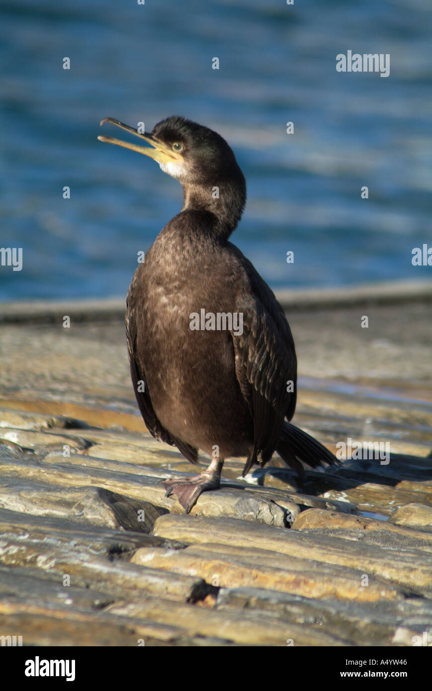 dh Kormoran KORMORANE UK auf Hafenmole Kirkwall Orkney phalacrocorax carbo Bird auk britain schottische Seevögel Stockfoto