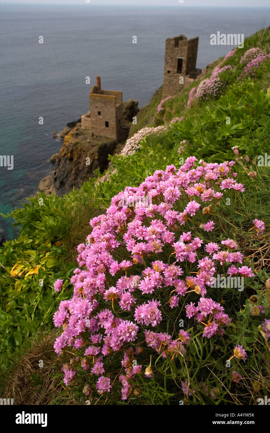 Der Kronen-Motor beherbergt Botallack Cornwall mit Sparsamkeit Armeria Maritima im Vordergrund Stockfoto