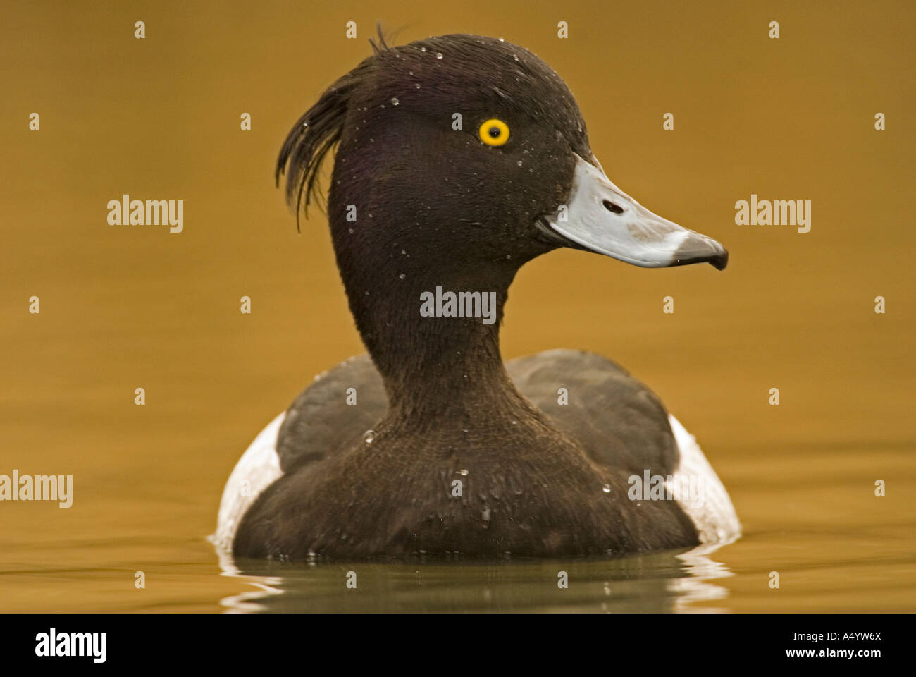 Männliche Reiherenten auf goldene Wasser Stockfoto