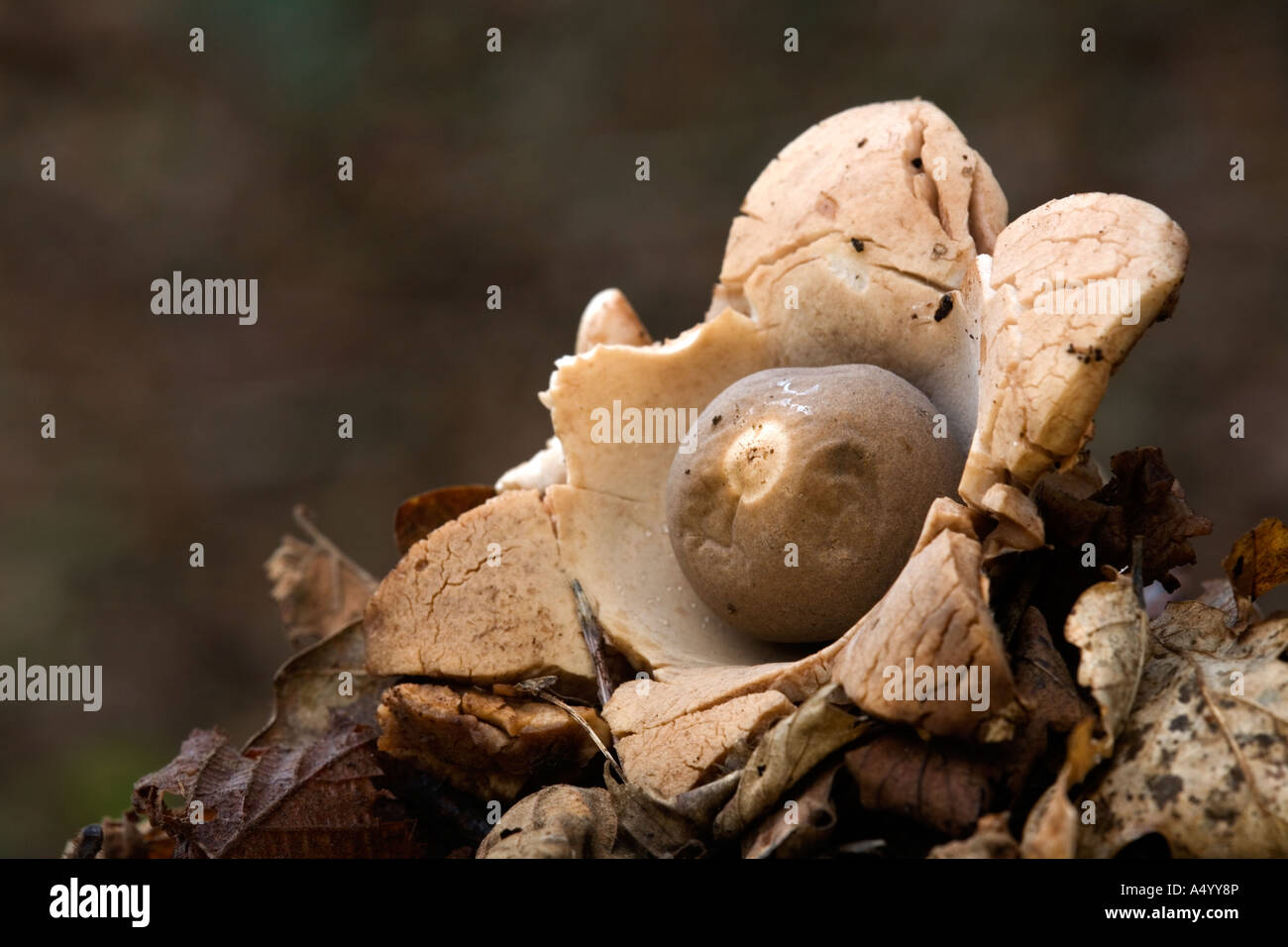 gemeinsamen Earthstar Geastrum triplex cornwall Stockfoto