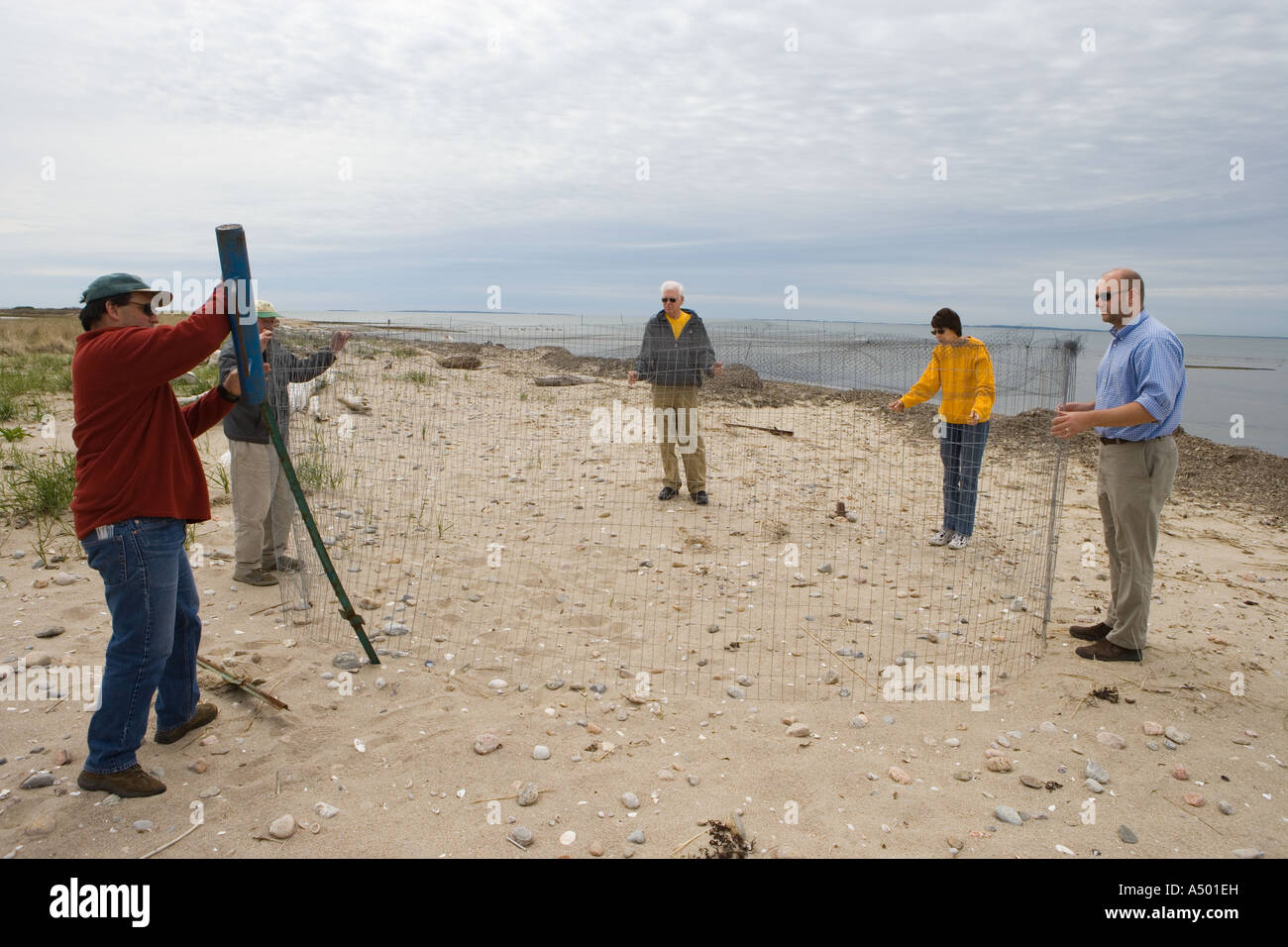 Freiwillige Helfer bauen und Exclosure für eine Rohrleitung Regenpfeifer brüten am Strand von Griswold Punkt in Old Lyme, Connecticut Stockfoto