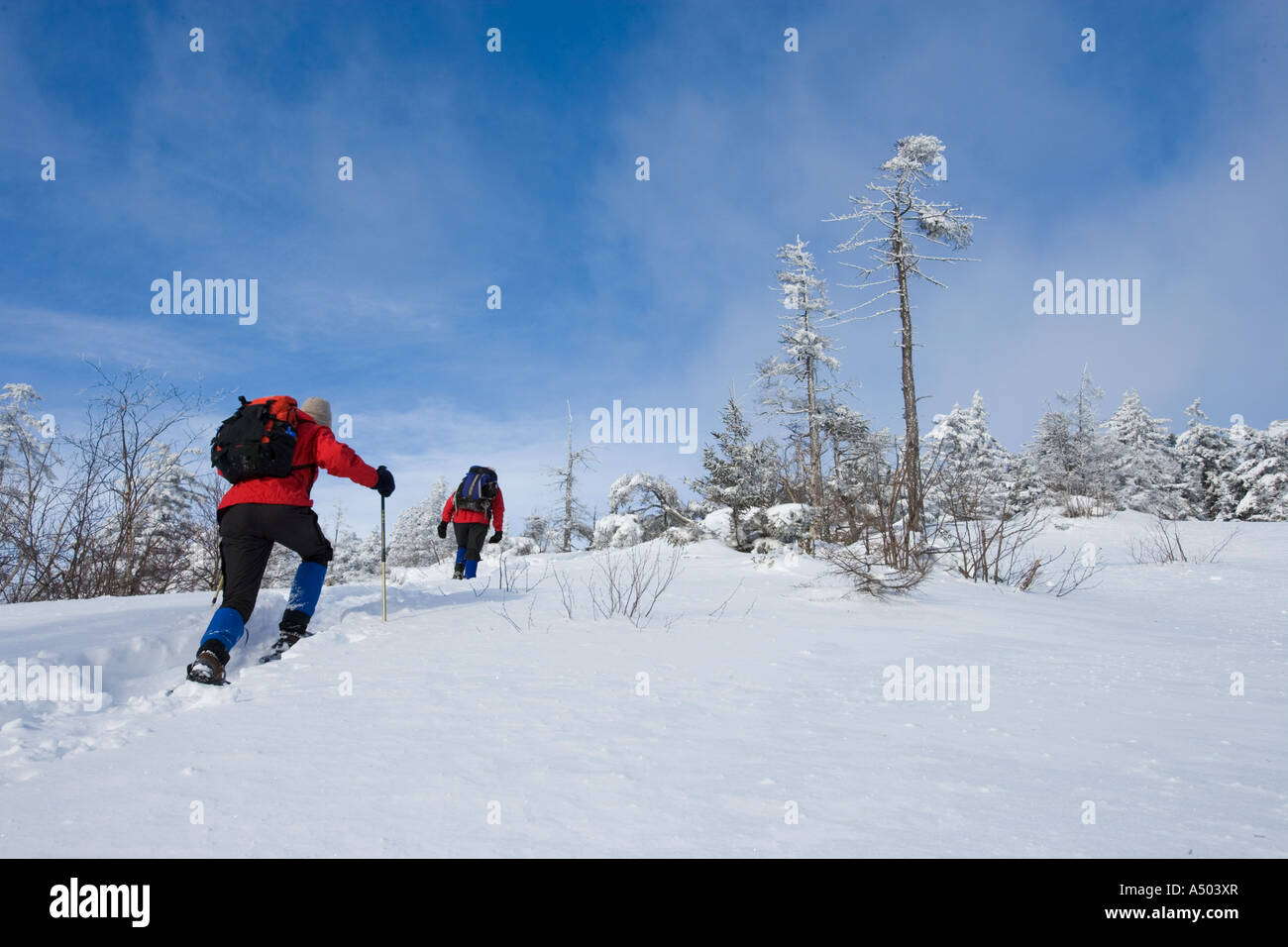 Winterwandern auf Mount Cardigan in New Hampshire Clark Trail Kanaan NH Stockfoto