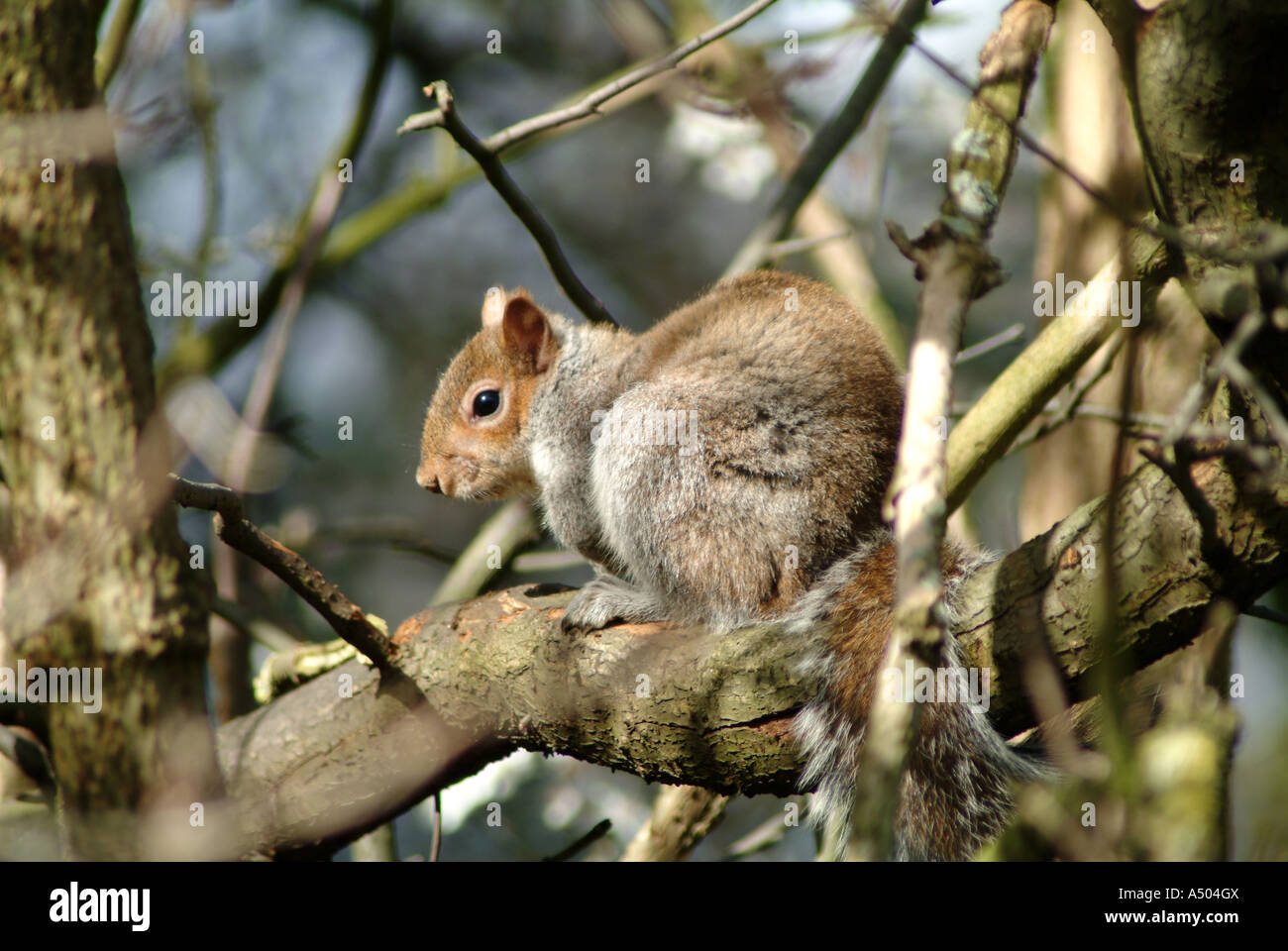 Graue Eichhörnchen in St James Park in London Stockfoto