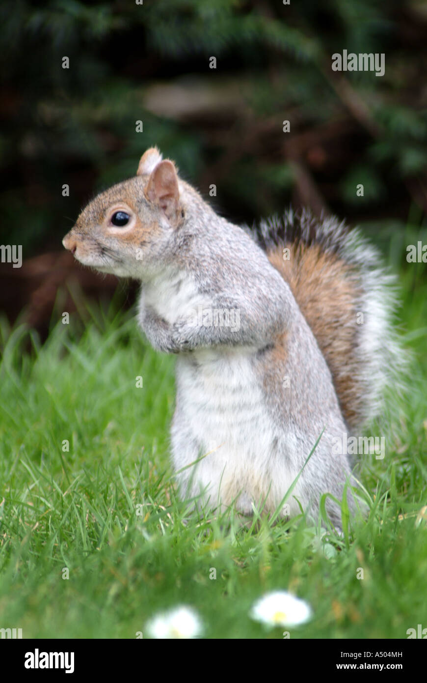 Graue Eichhörnchen in St James Park in London Stockfoto