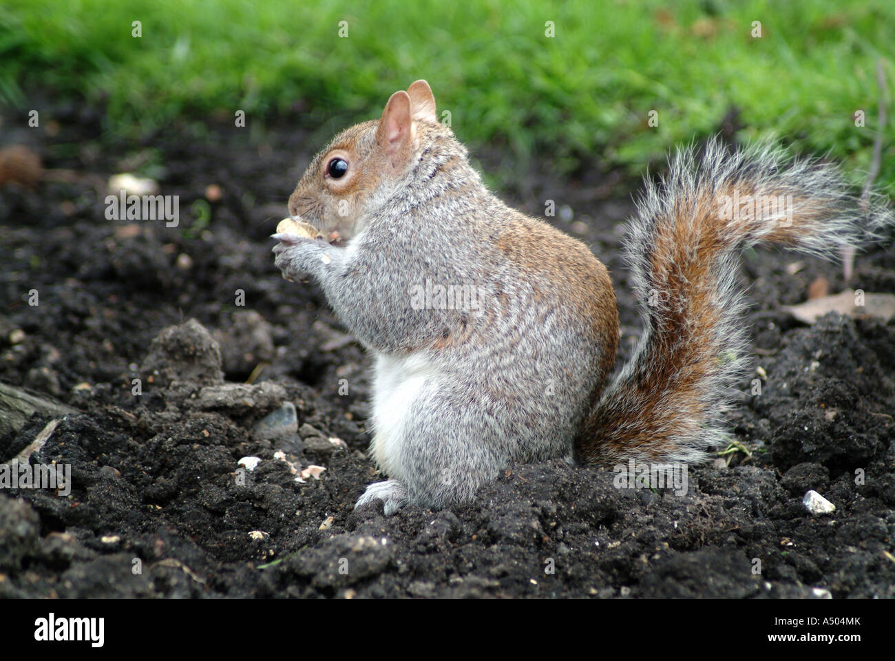 Graue Eichhörnchen in St James Park in London Stockfoto