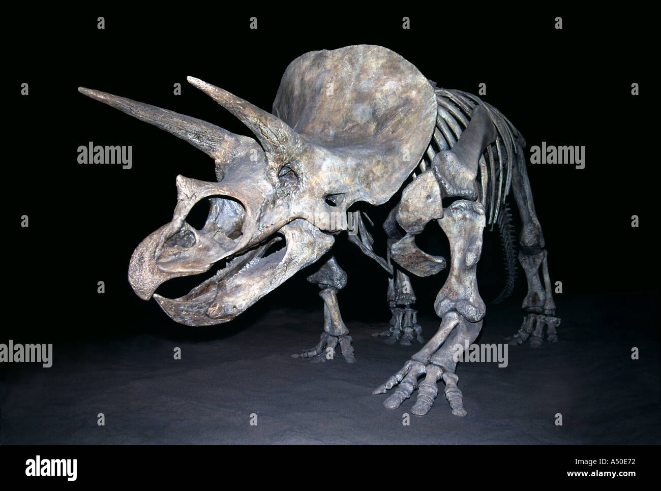 Triceratops prähistorische Dinosaurier Knochen Skelett Royal Tyrell Museum Alberta Kanada Stockfoto