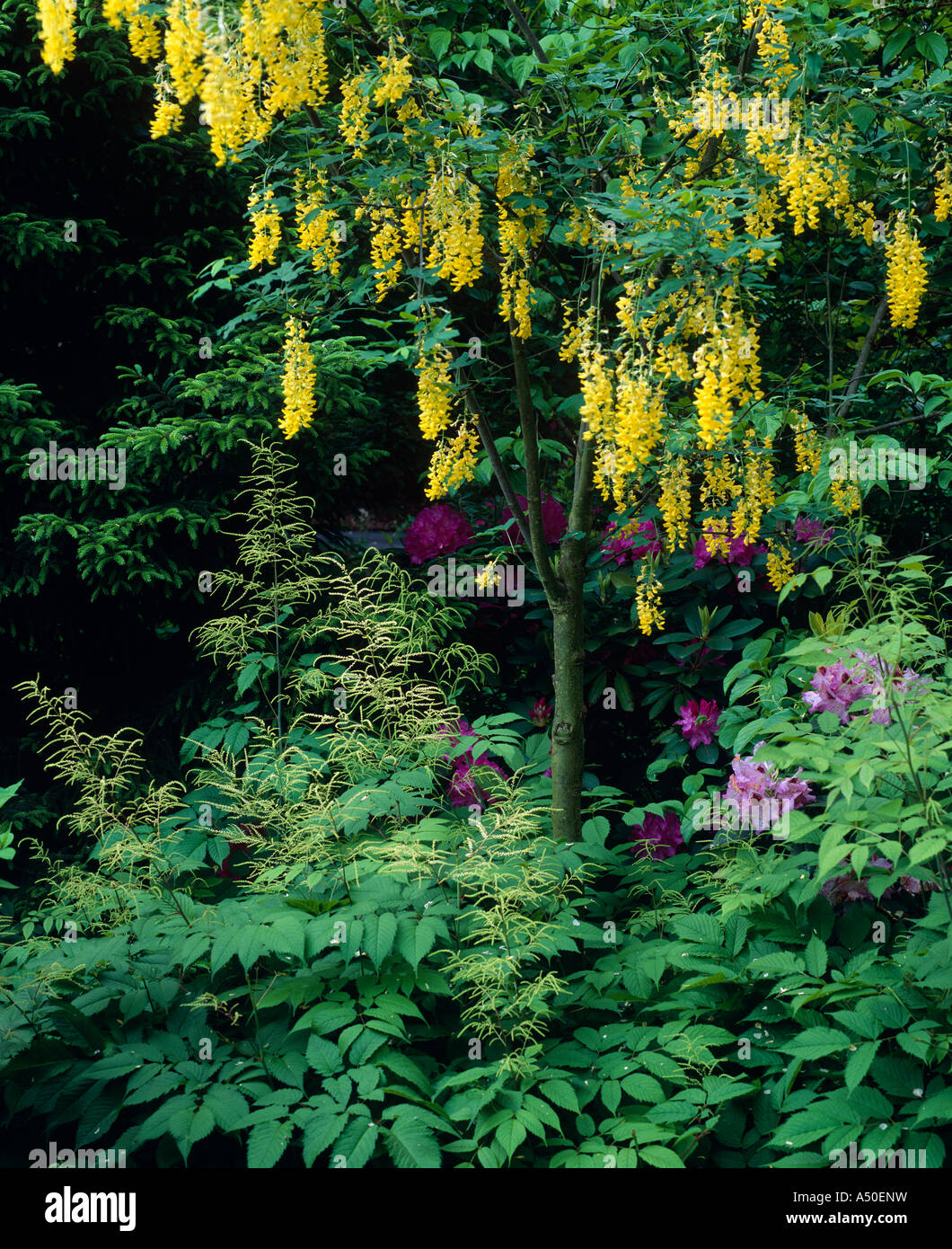 GOLDENE KETTE BAUM (LABURNUM X WATERERI), GOATSBEARD (ARUNCUS DIOCUS) UND RHODODENDRON (RHODODENDRON SP.) Stockfoto