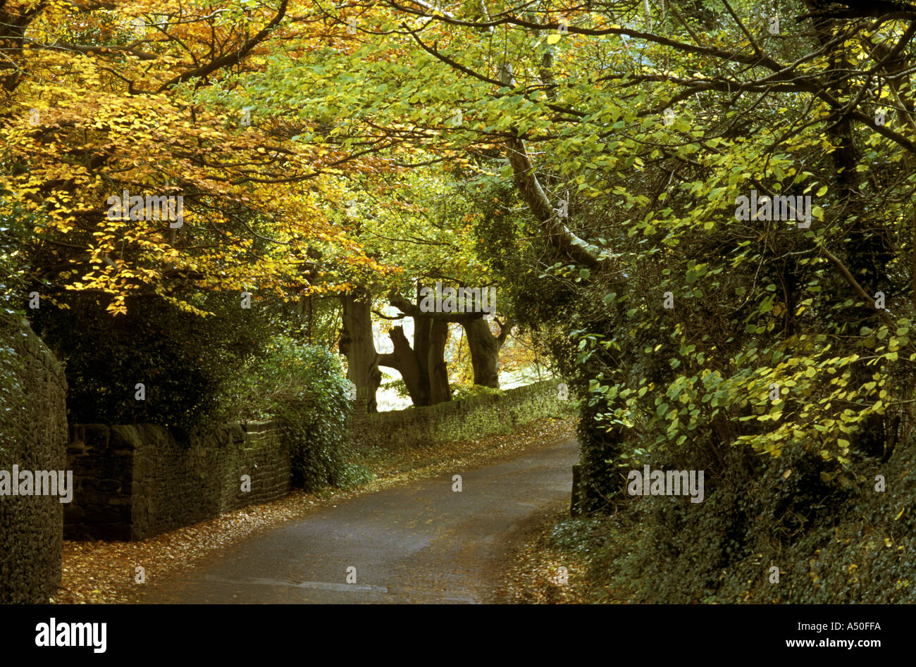 HERBST ENTLANG EINER COUNTRY LANE PENNINES ENGLAND Stockfoto