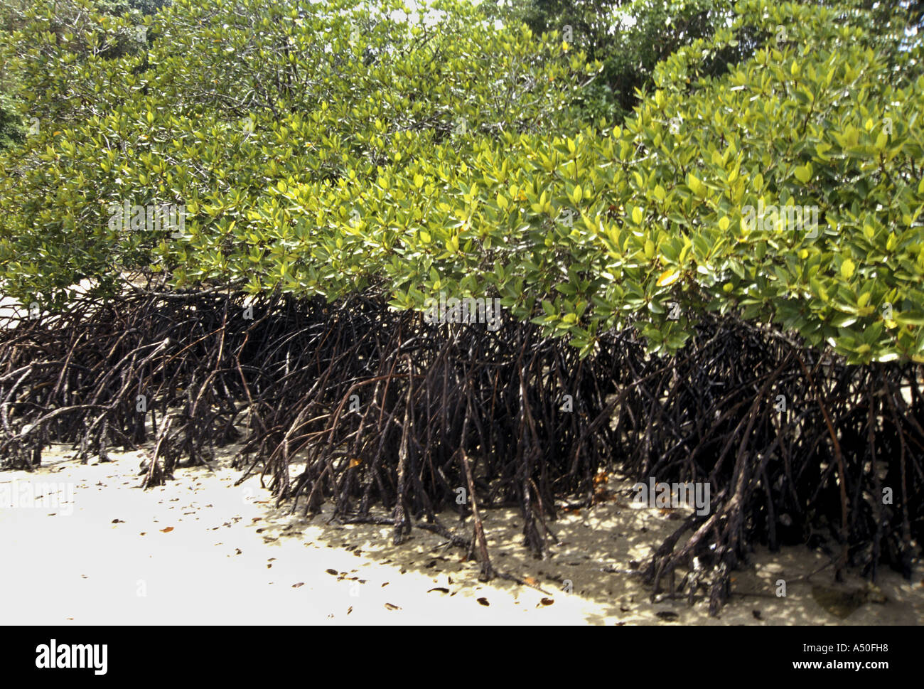Mangrove Andaman und Nicobar Inseln Stockfoto