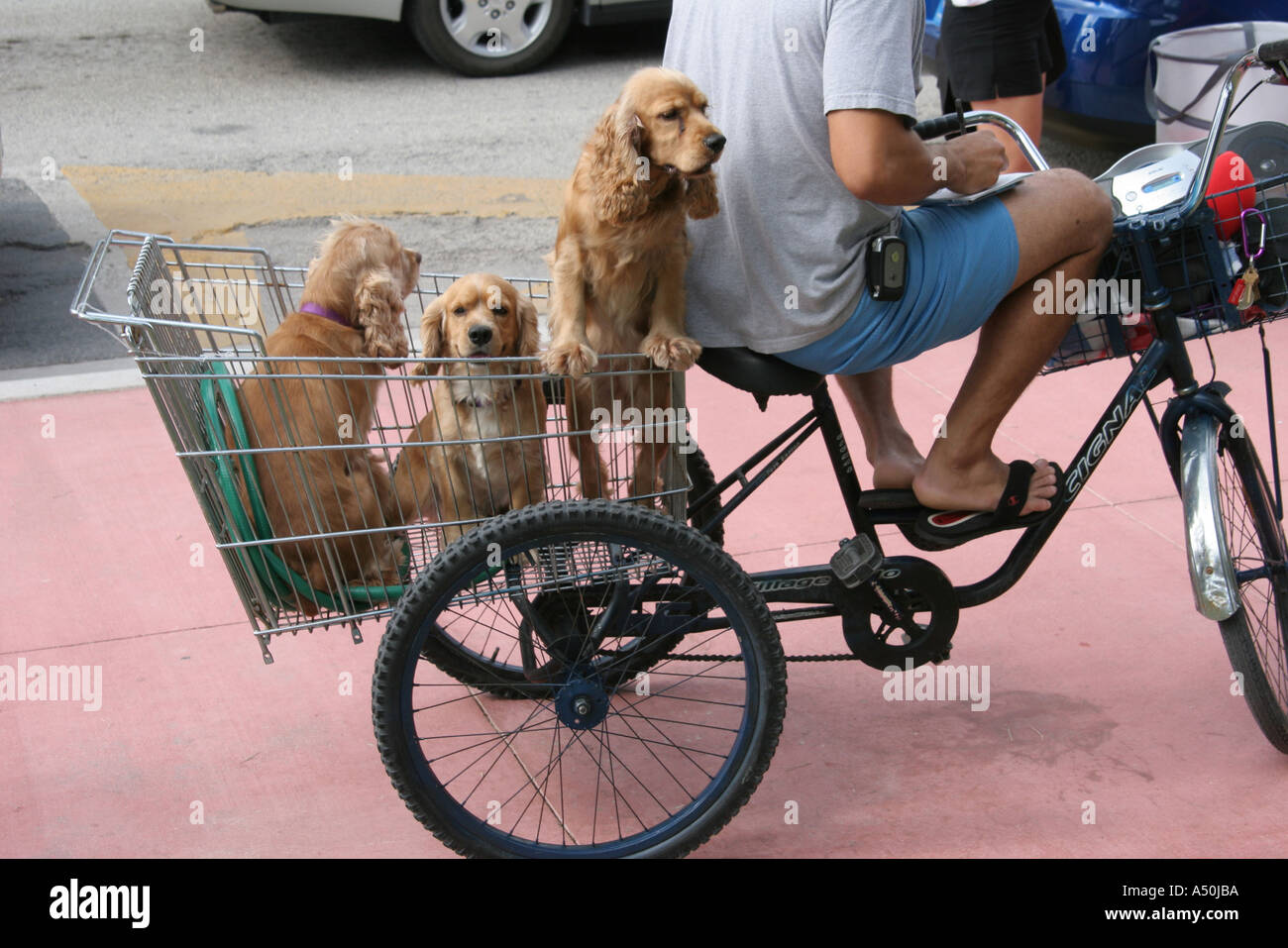 Miami Beach, Florida, South Beach, Ocean Drive, Dreirad, drei 3 Cocker Spaniels, Korb, Besucher reisen Reisen Tour Tourismus Wahrzeichen Stockfoto