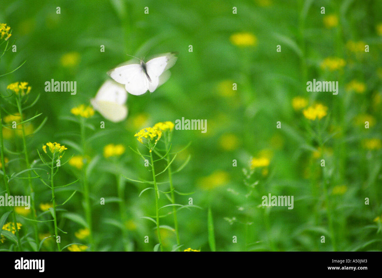 Ein kohlweißling/Schmetterlinge fliegen in Bewegung in ein grünes Feld von gelben Wildblumen/wilde Blumen Stockfoto