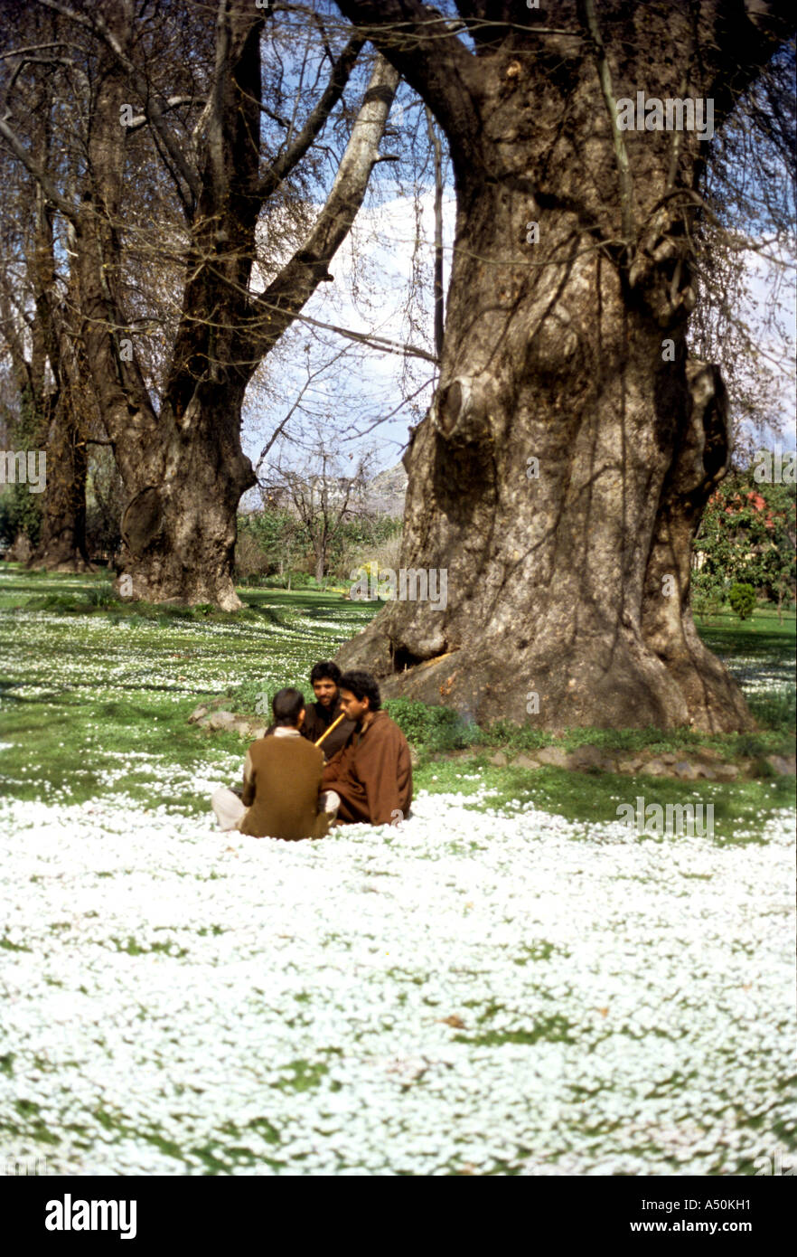 Kashmiri Männer sitzen in einem Feld in Stockfoto