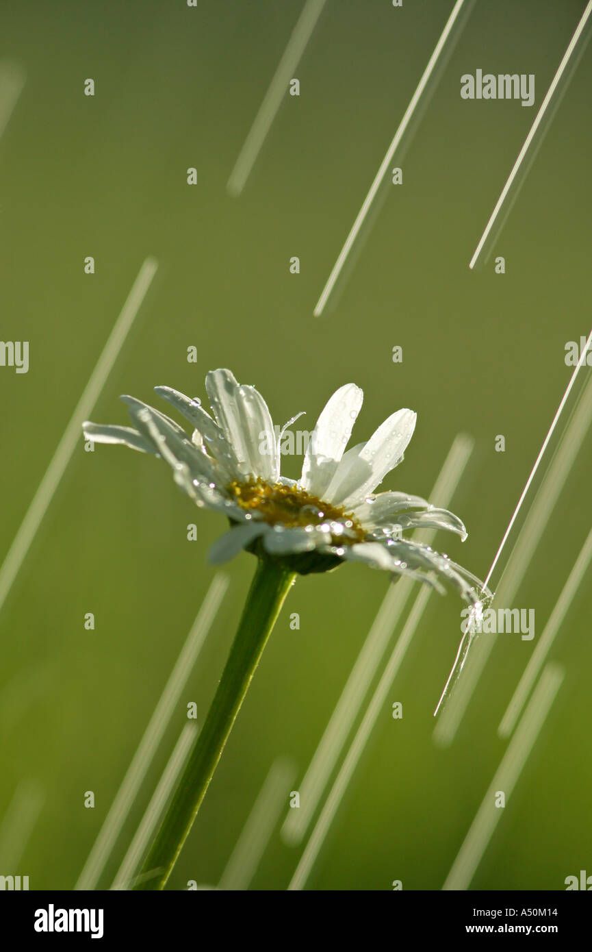 Daisy im Regen Stockfoto