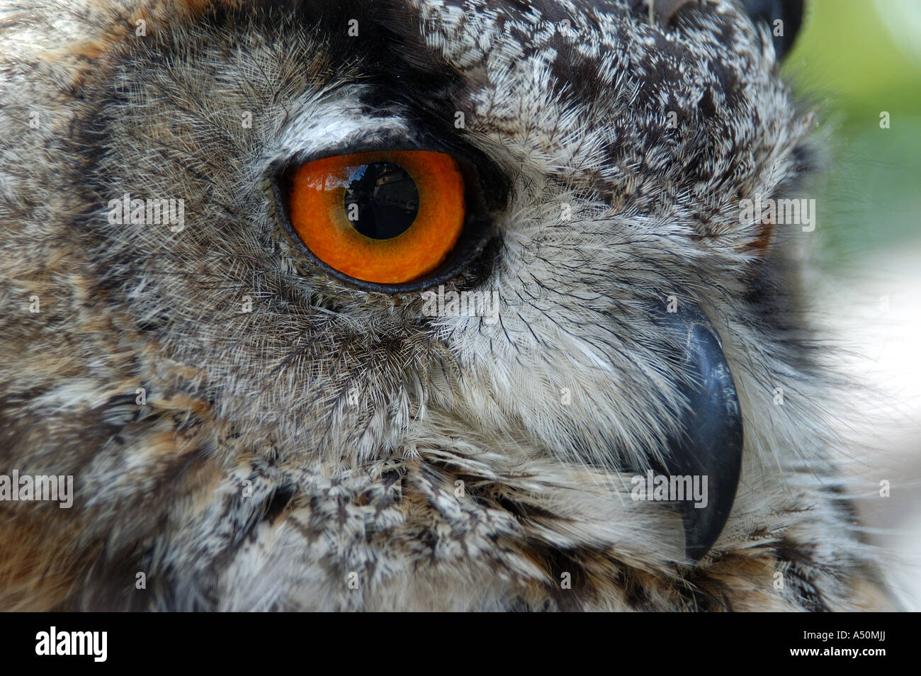 Nahaufnahme von Owl beim open Air Avery in den Herrenhäuser Gärten, Prag Tschechische Republik Stockfoto