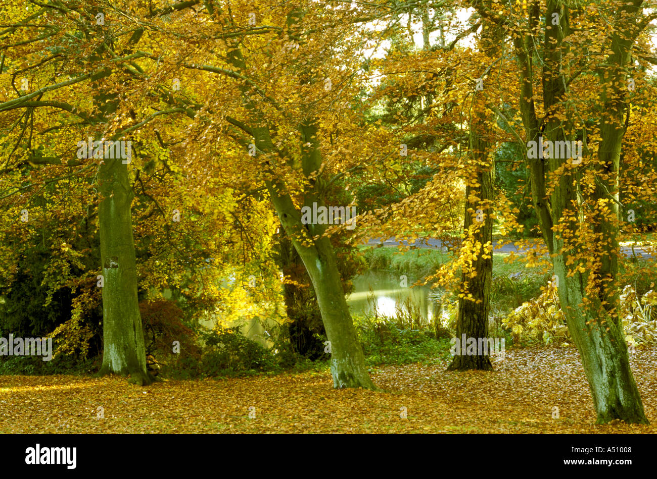 BUCHE IM HERBST WHIRLOW HALL PARK SHEFFIELD SOUTH YORKSHIRE ENGLAND Stockfoto