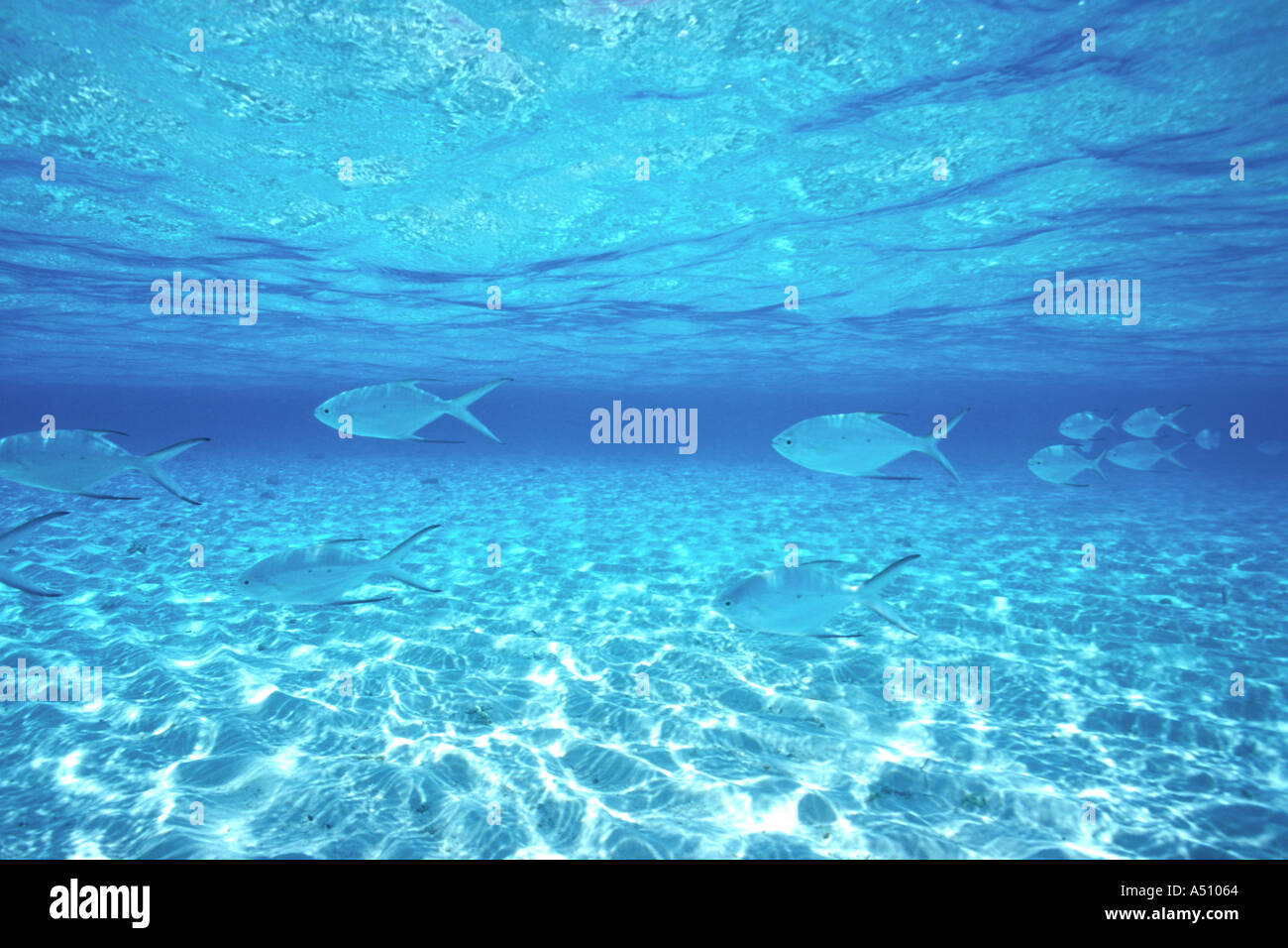 Flachen Unterwasser-Szene mit Pompano Fisch in der Inselgruppe im Indischen Ozean Stockfoto