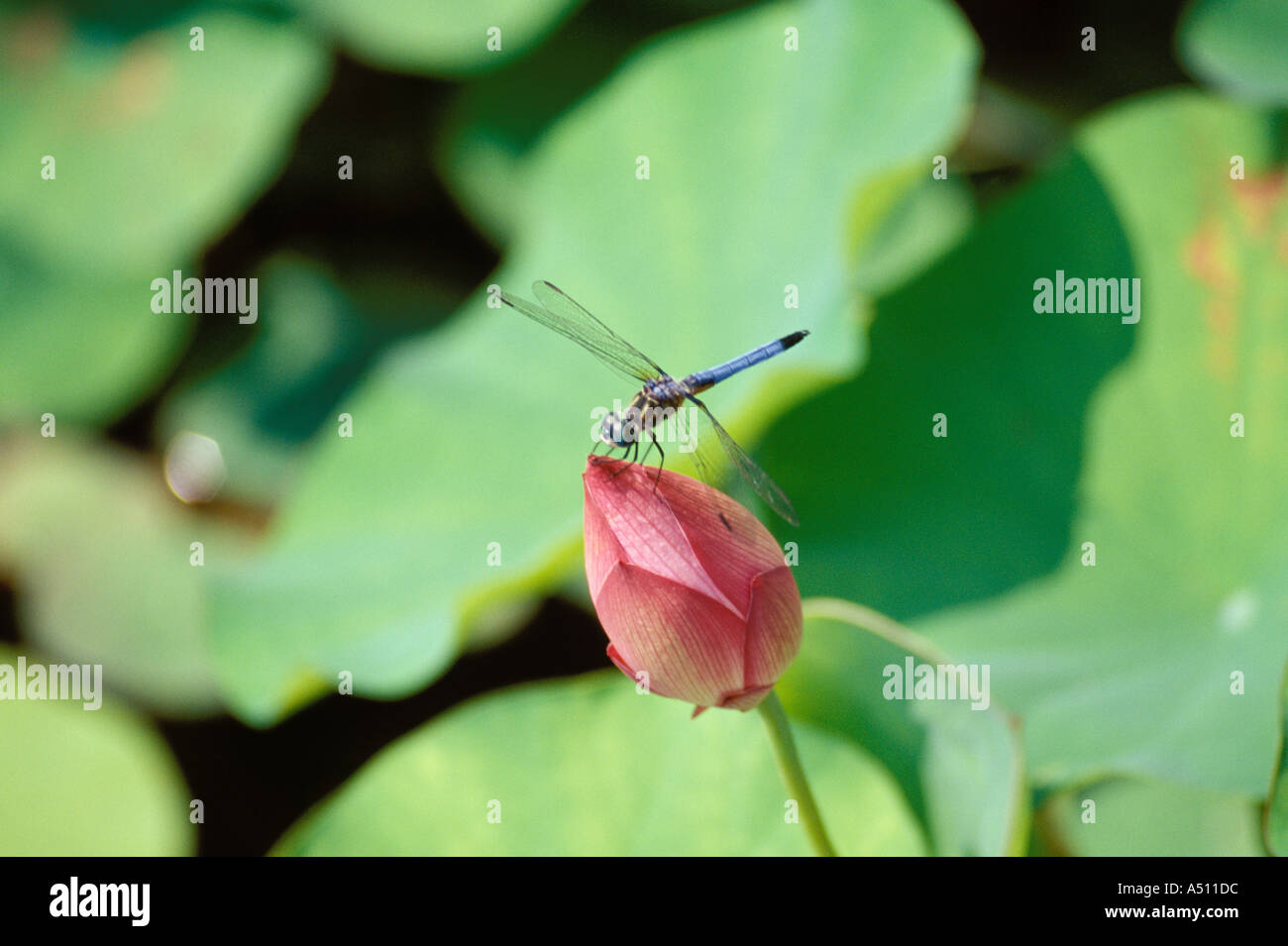 Lotus Nelumbo Momo Botan mit Swift lange geflügelte Skimmer Pachydiplax Longipennis Brooklyn Botanic Garden NY USA Stockfoto