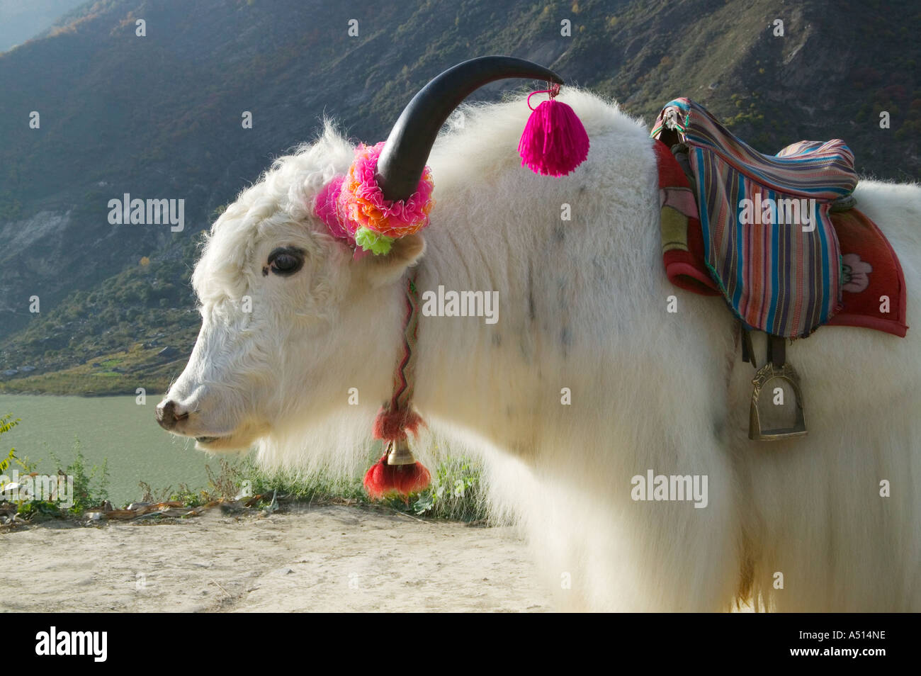 Ein weißer Yak, gelber Drache (Huang Long), neun Vally (Jiuzhaigou) Dorfgebiet, Sichuan China Stockfoto