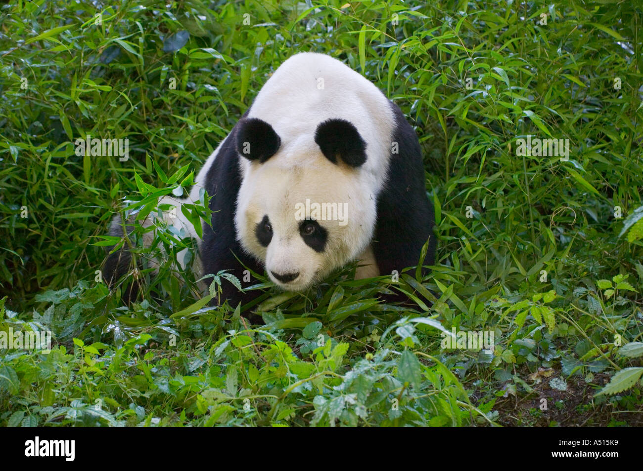 Großer Panda im Bambus Wald Wolong Sichuan China