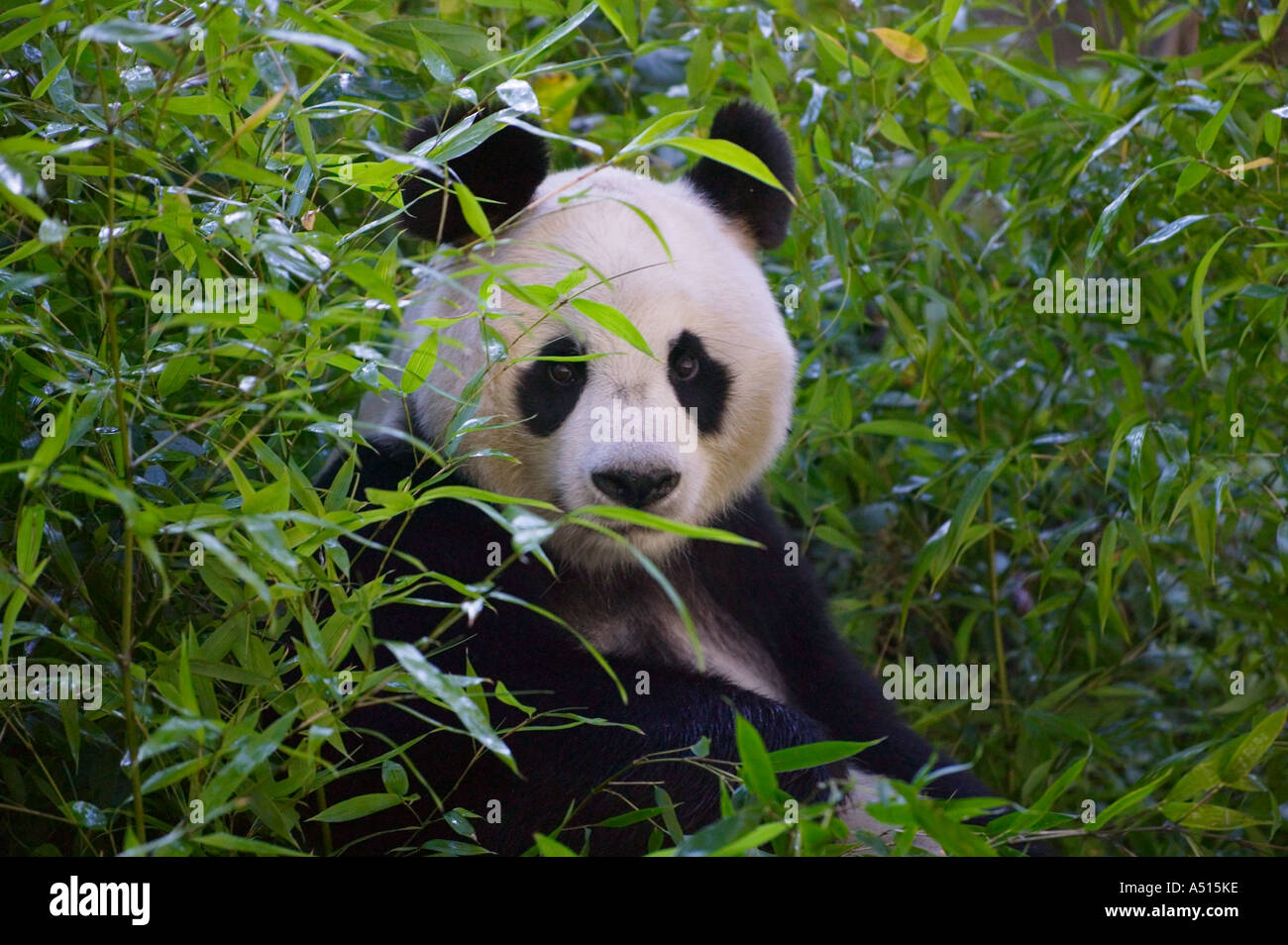 Großer Panda im Bambus Wald Wolong Sichuan China Stockfoto