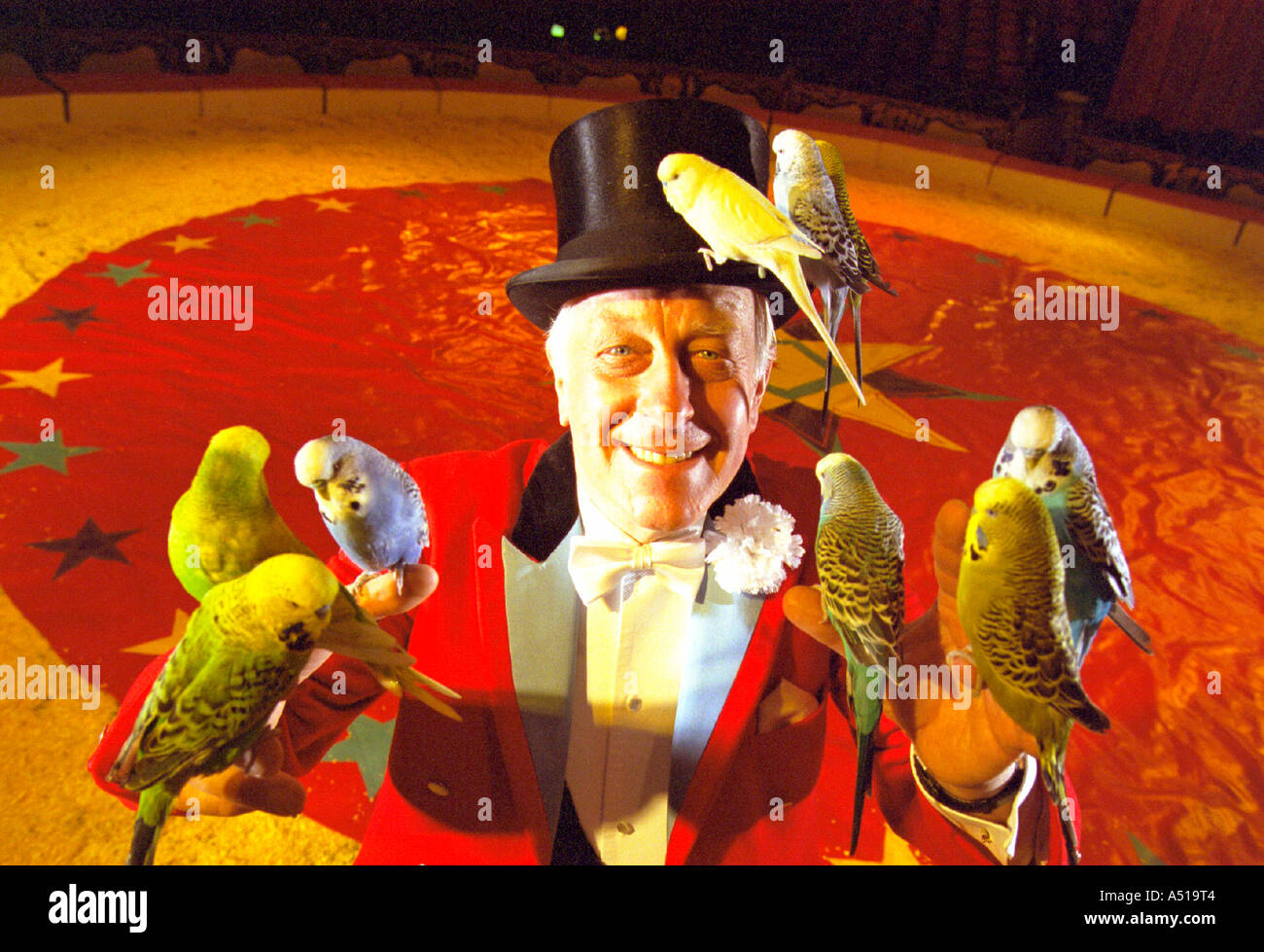 Britains älteste Zirkus Ringmaster Norman Barrett Zippos Zirkus in den Ring in Horsham, Sussex mit seiner erstaunlichen Wellensittiche Stockfoto