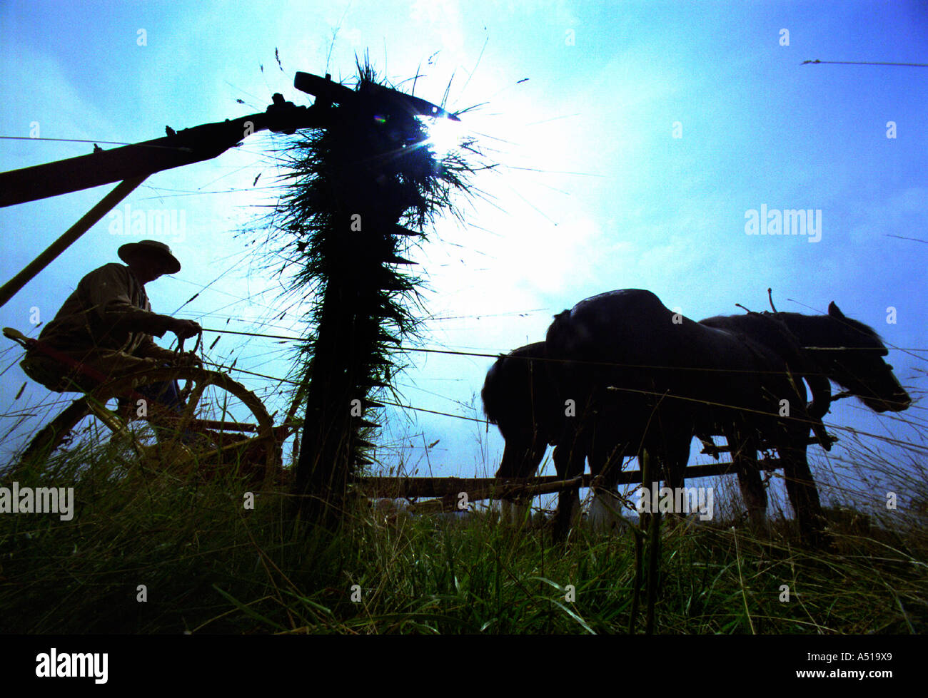 Pferd Gezogen Mäher Stockfotos Und -Bilder Kaufen - Alamy