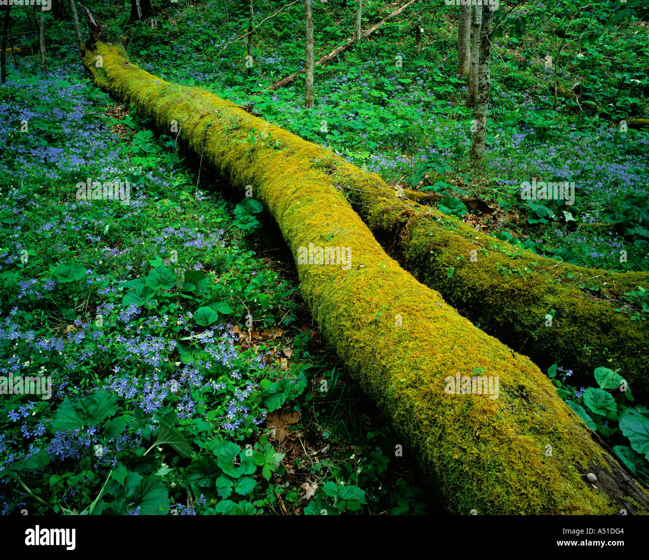 Moos bedeckte log Stockfoto