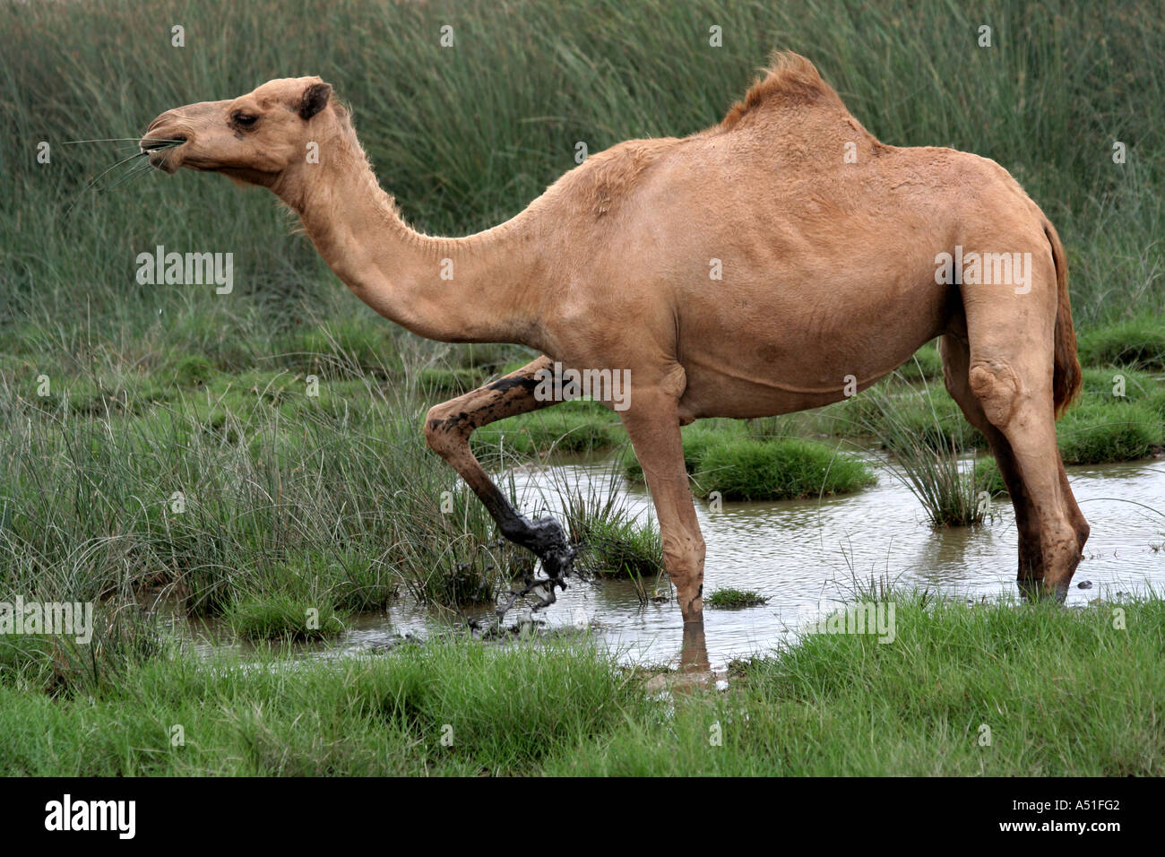 Khareef, Salalah, Oman, Kamele im Nebel während der Regenzeit oder Monsun Saison Stockfoto