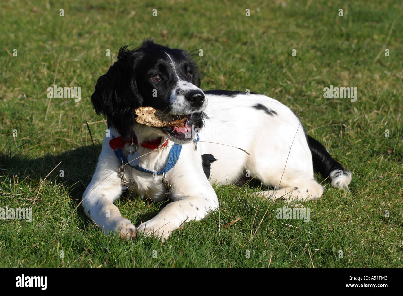 Springer Spaniel Hund sechs Monate alt Kauen einen Stock Stockfoto