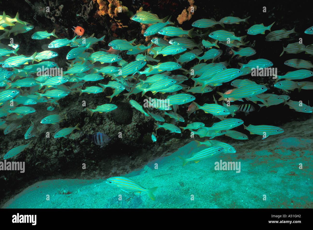 Barbados Unterwasser Schule Grunzen gestreiften Fisch Karibik Korallenriff Stockfoto