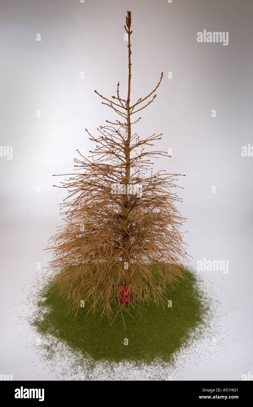 Alten Weihnachtsbaum mit keine Nadeln drauf Stockfotografie