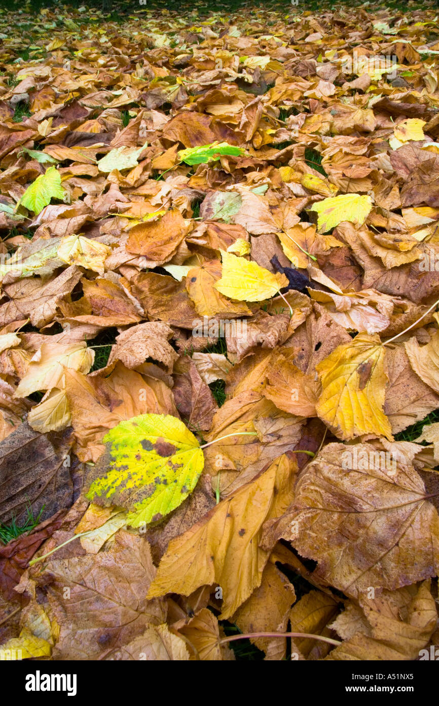 Laub auf dem Boden im Herbst fallen in verschiedenen Farben Stockfoto