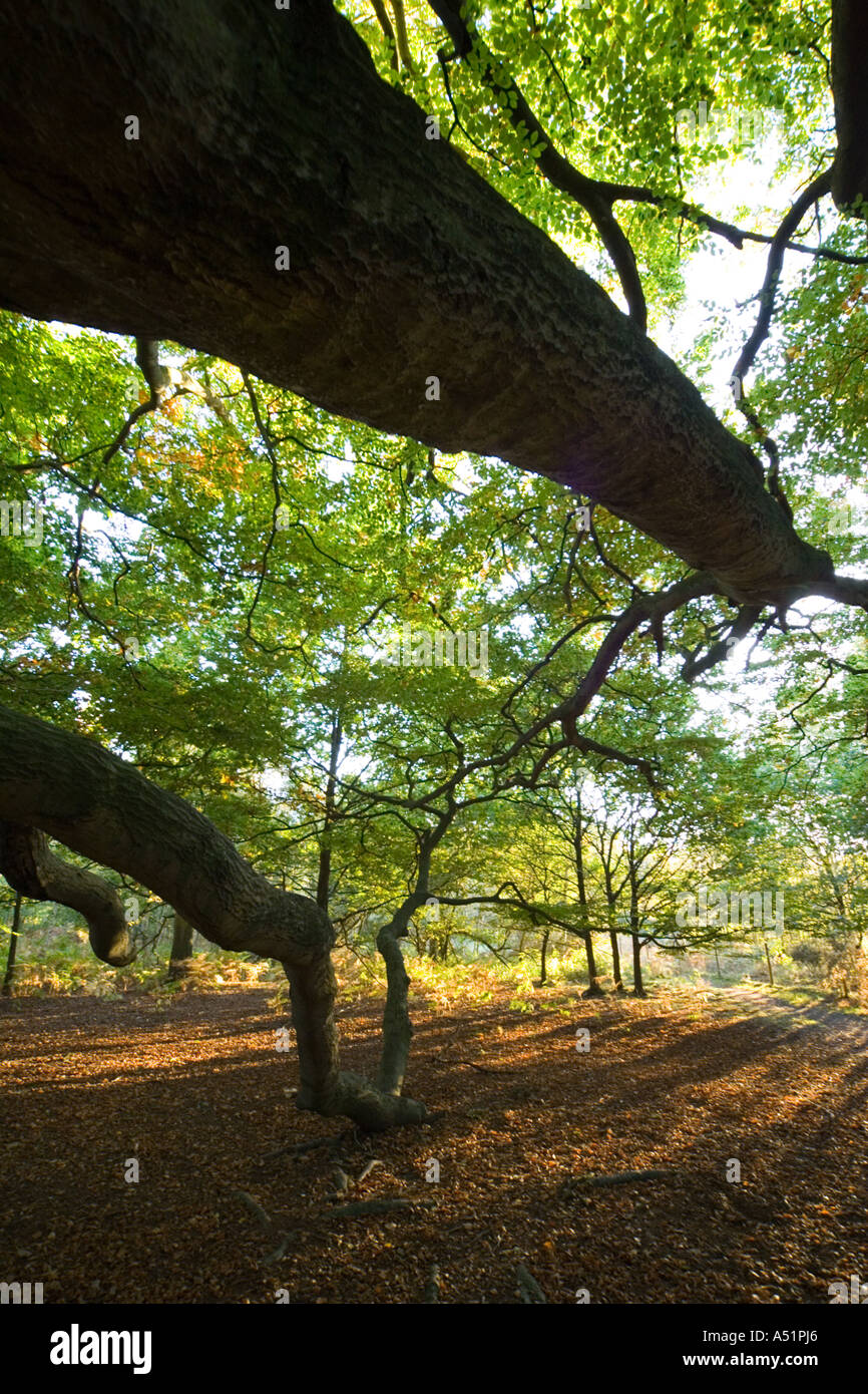 Wald am Knettishall Heath in Suffolk, UK Stockfoto
