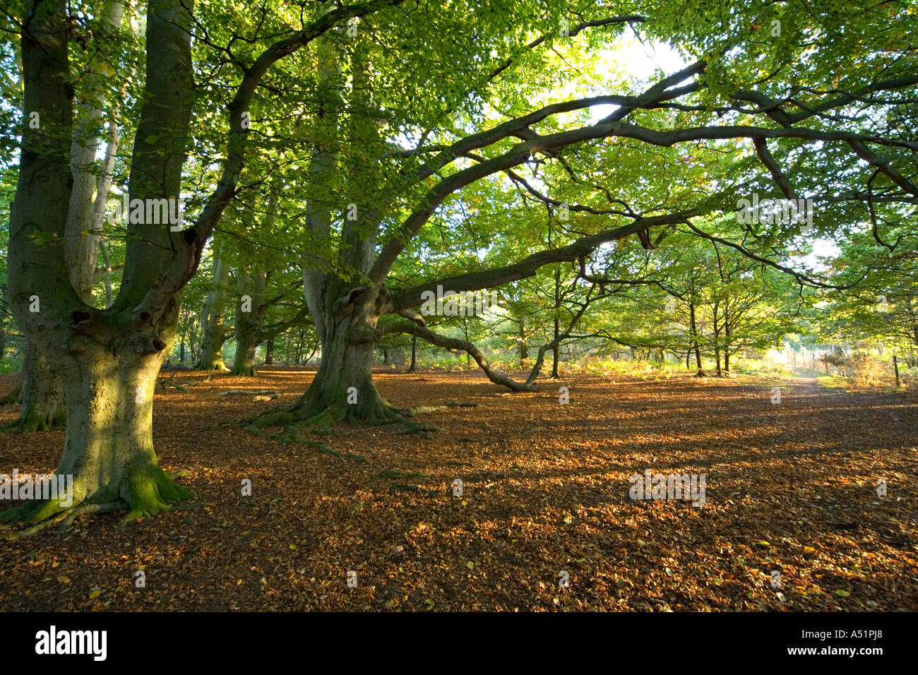 Wald am Knettishall Heath in Suffolk, UK Stockfoto