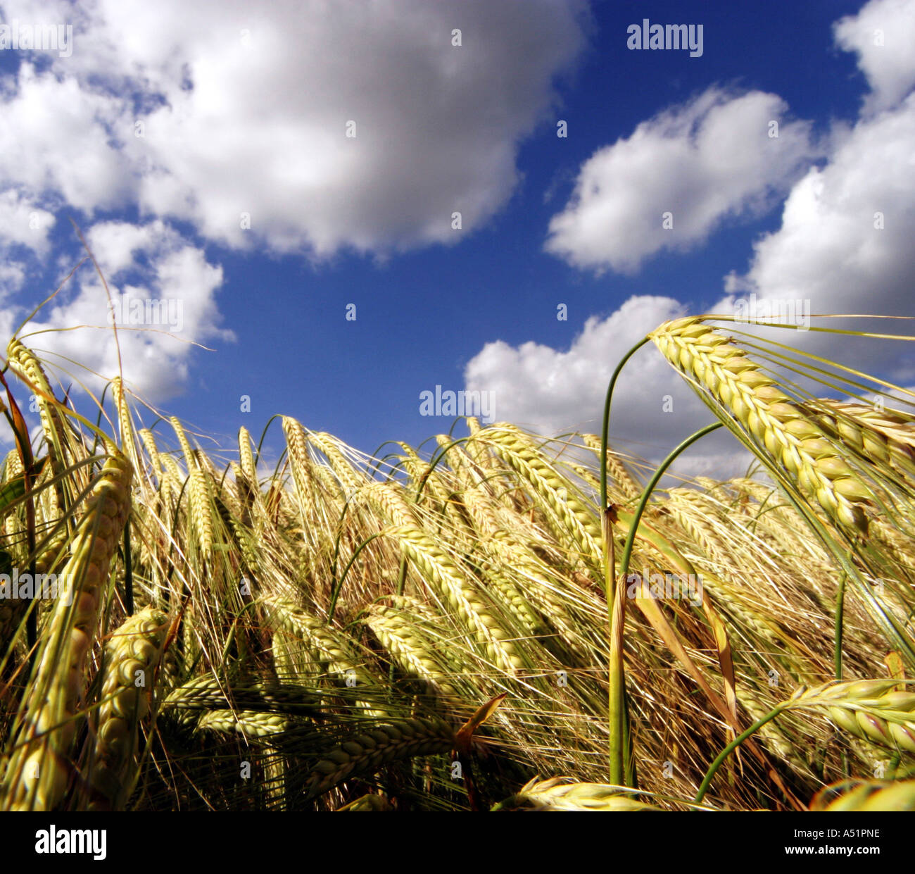 Ein Maisfeld in Suffolk, UK Stockfoto