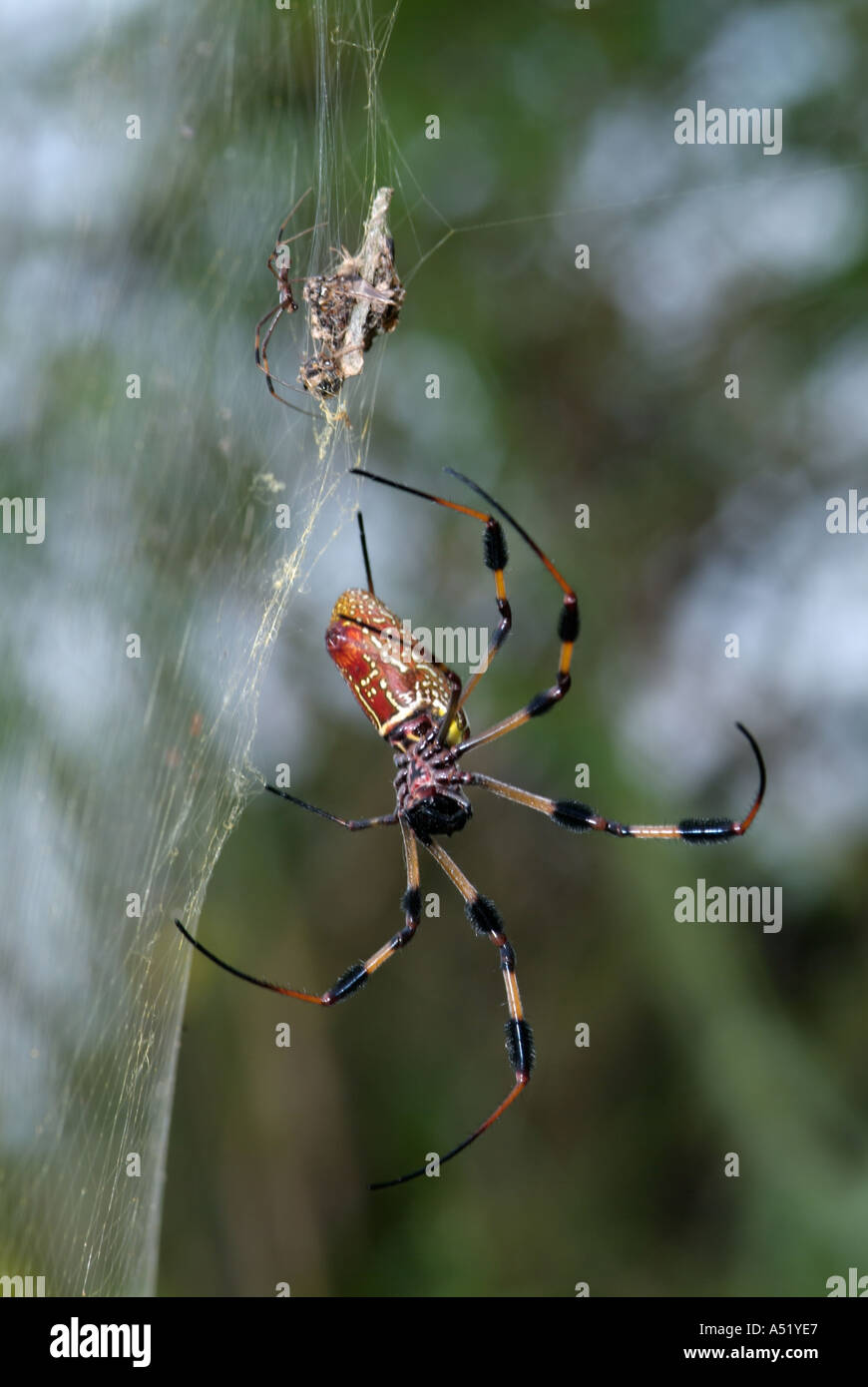 Golden Silk Spinne Calico Spinne Nephila Clavipes weibliche Spinne unten männliche Spinne Top Spinnen Fehler groß Stockfoto