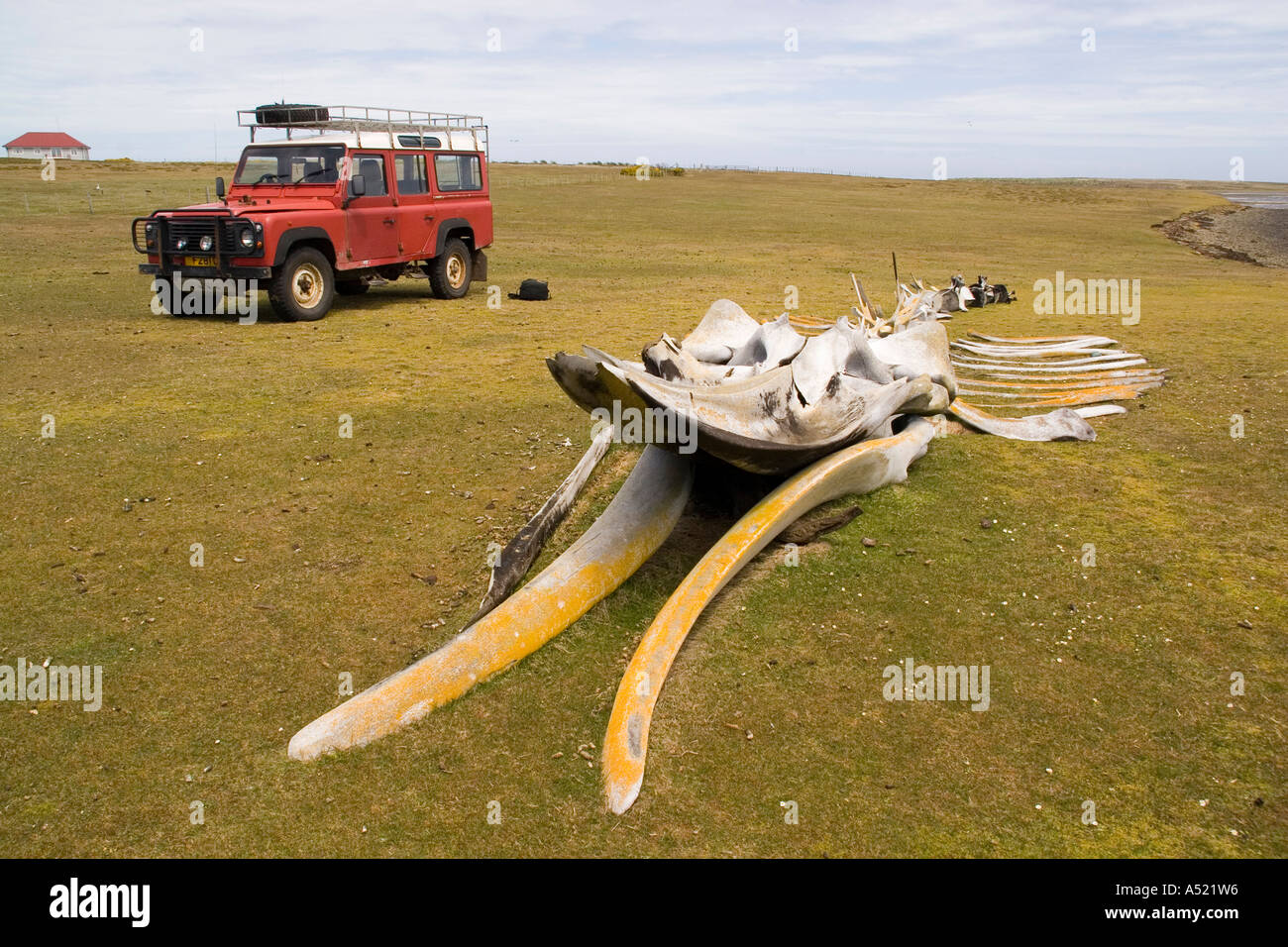 Walskelett düsterer Insel auf den Falklandinseln mit Land Rover Stockfoto