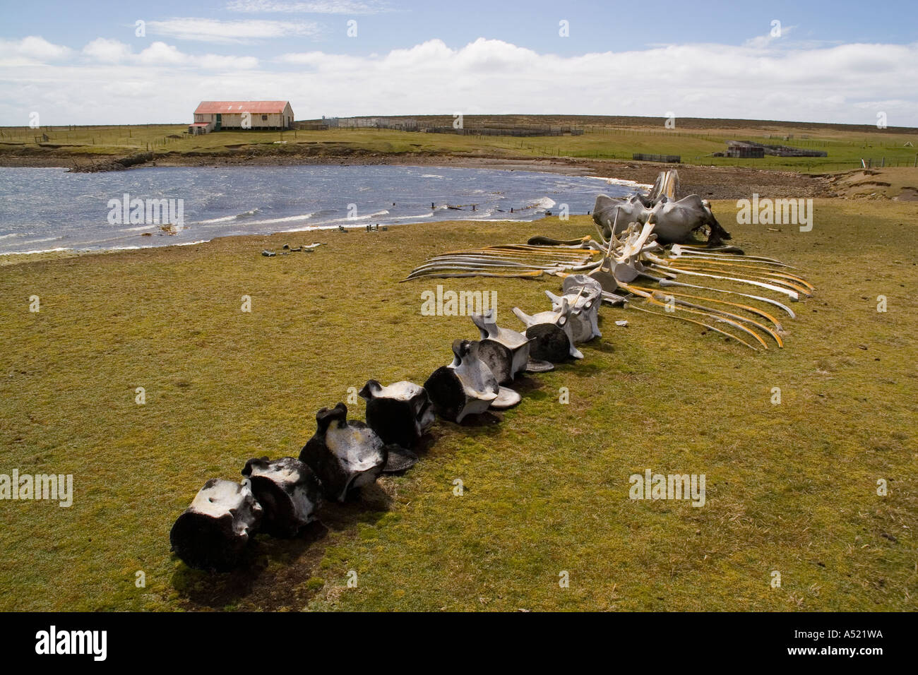 Walskelett düsterer Insel in den Falkland-Inseln Stockfoto