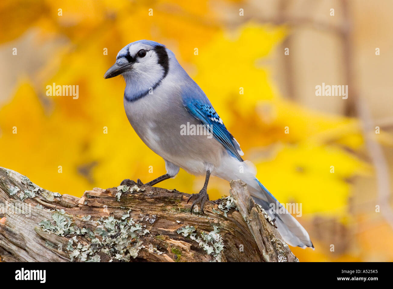 Blue Jay Cyanocitta Cristata Minneapolis Minnesota USA 1 November Erwachsene Rabenvögel Stockfoto