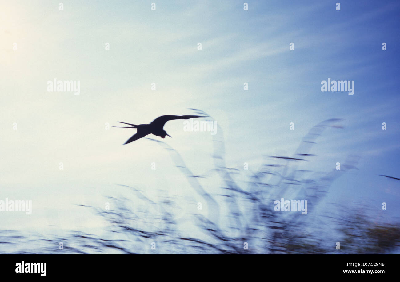 Vogel im Flug Stockfoto